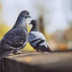 evitar a presença de pombos em galpões