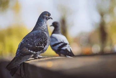 evitar a presença de pombos em galpões